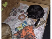 NELE, Hund, Mischlingshund in Mainhardt - Bild 9