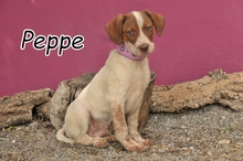 PEPPE, Hund, Mischlingshund in Spanien - Bild 1