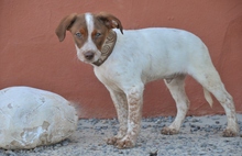 PEPPE, Hund, Mischlingshund in Spanien - Bild 3