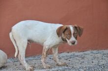 PEPPE, Hund, Mischlingshund in Spanien - Bild 4