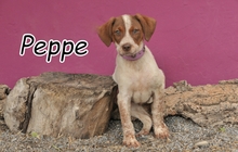 PEPPE, Hund, Mischlingshund in Spanien - Bild 5