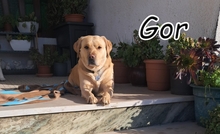 GOR, Hund, Labrador-Mix in Portugal - Bild 1