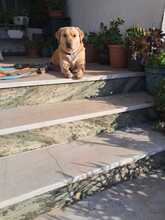 GOR, Hund, Labrador-Mix in Portugal - Bild 2