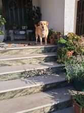 GOR, Hund, Labrador-Mix in Portugal - Bild 3