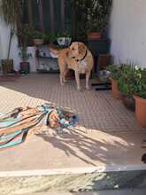 GOR, Hund, Labrador-Mix in Portugal - Bild 4