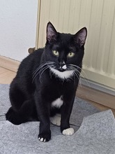 ANNABELLA, Katze, Europäisch Kurzhaar in Lohr - Bild 1