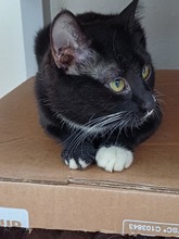 ANNABELLA, Katze, Europäisch Kurzhaar in Lohr - Bild 2