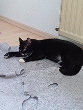 ANNABELLA, Katze, Europäisch Kurzhaar in Lohr - Bild 3