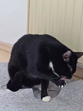ANNABELLA, Katze, Europäisch Kurzhaar in Lohr - Bild 4