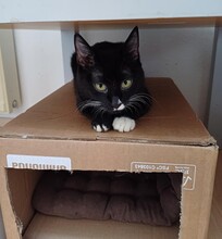 ANNABELLA, Katze, Europäisch Kurzhaar in Lohr - Bild 5