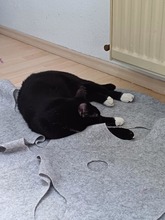 ANNABELLA, Katze, Europäisch Kurzhaar in Lohr - Bild 7