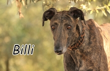BILLI, Hund, Galgo Español in Spanien - Bild 1