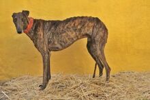 BILLI, Hund, Galgo Español in Spanien - Bild 2