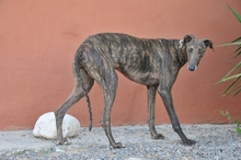 BILLI, Hund, Galgo Español in Spanien - Bild 3