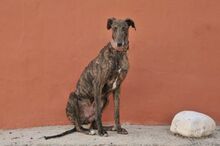 BILLI, Hund, Galgo Español in Spanien - Bild 4