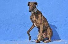 BILLI, Hund, Galgo Español in Spanien - Bild 5