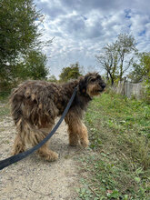JAKE, Hund, Mischlingshund in Rumänien - Bild 1
