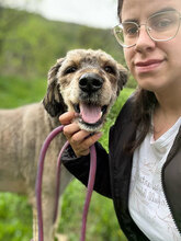 JAKE, Hund, Mischlingshund in Rumänien - Bild 2