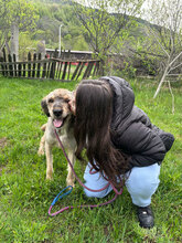 JAKE, Hund, Mischlingshund in Rumänien - Bild 3