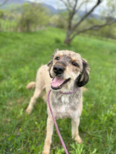 JAKE, Hund, Mischlingshund in Rumänien - Bild 4