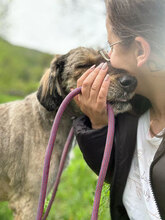 JAKE, Hund, Mischlingshund in Rumänien - Bild 5