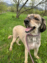 JAKE, Hund, Mischlingshund in Rumänien - Bild 6