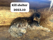 JAKE, Hund, Mischlingshund in Rumänien - Bild 7