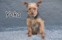 YOKA, Hund, Yorkshire Terrier-Mix in Spanien - Bild 1