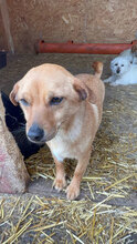 NITA, Hund, Mischlingshund in Rumänien - Bild 1