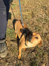NITA, Hund, Mischlingshund in Rumänien - Bild 3