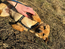 NITA, Hund, Mischlingshund in Rumänien - Bild 4