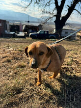 NITA, Hund, Mischlingshund in Rumänien - Bild 5