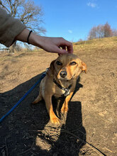 NITA, Hund, Mischlingshund in Rumänien - Bild 6