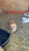 NITA, Hund, Mischlingshund in Rumänien - Bild 7