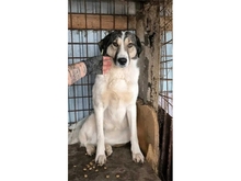 GRAZIELLA, Hund, Mischlingshund in Rumänien - Bild 2