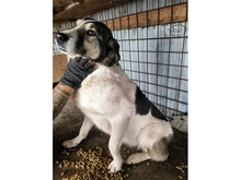 GRAZIELLA, Hund, Mischlingshund in Rumänien - Bild 3