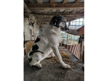 GRAZIELLA, Hund, Mischlingshund in Rumänien - Bild 4