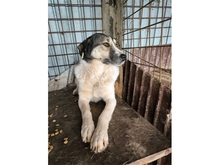 GRAZIELLA, Hund, Mischlingshund in Rumänien - Bild 5