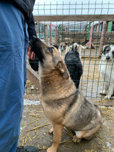 ELLI, Hund, Deutscher Schäferhund in Rumänien - Bild 11