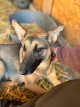ELLI, Hund, Deutscher Schäferhund in Rumänien - Bild 2