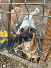 ELLI, Hund, Deutscher Schäferhund in Rumänien - Bild 4