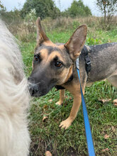 ELLI, Hund, Deutscher Schäferhund in Rumänien - Bild 5