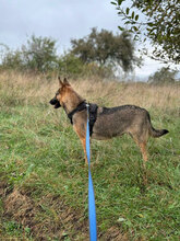 ELLI, Hund, Deutscher Schäferhund in Rumänien - Bild 6