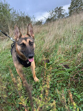ELLI, Hund, Deutscher Schäferhund in Rumänien - Bild 7