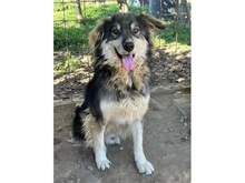 SKY, Hund, Hannoverscher Schweißhund-Mix in Rumänien - Bild 1