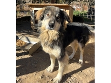 SKY, Hund, Hannoverscher Schweißhund-Mix in Rumänien - Bild 2