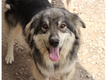 SKY, Hund, Hannoverscher Schweißhund-Mix in Rumänien - Bild 3