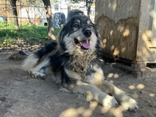 SKY, Hund, Hannoverscher Schweißhund-Mix in Rumänien - Bild 4