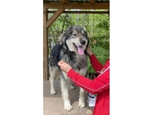 SKY, Hund, Hannoverscher Schweißhund-Mix in Rumänien - Bild 5