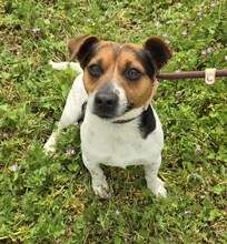JERRY, Hund, Mischlingshund in Ungarn - Bild 2